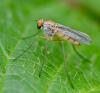 Sciapus sp.